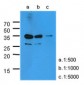KLK3 / PSA Antibody (clone AT1D10)